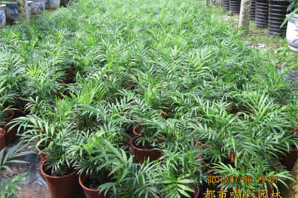 南寧植物租賃與養護服務 打造綠色空間的全方位解決方案