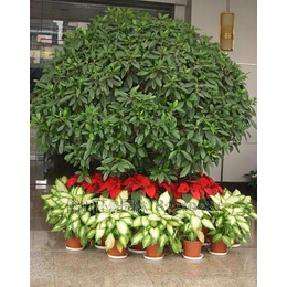 節日綠化植物出租 洪山夢菲園藝——專業盆景租賃與養護服務